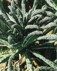 black tuscan kale